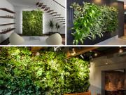 Pack 3 murs végétaux (offre limitée) discount